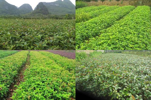家里阳台能种桂花树吗1678842107001