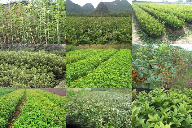 桂花树的种植方法和注意事项1678843813602