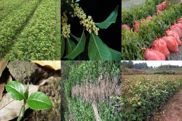 桂花的功效与作用桂花茶怎么做1678844020094