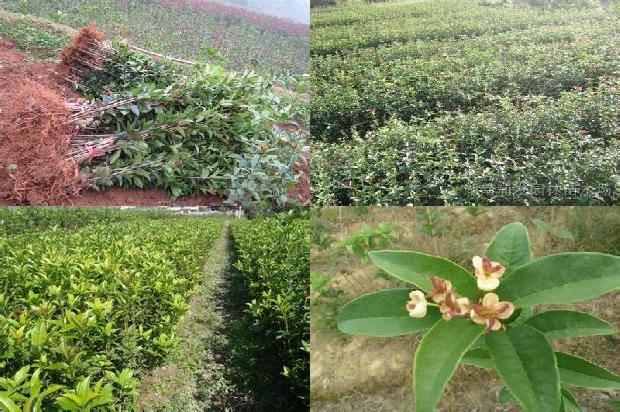 桂花用什么肥料最好最旺养好1678844401838