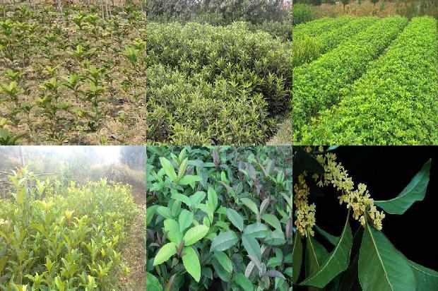 桂花用什么肥料最好最旺养好1678844401886