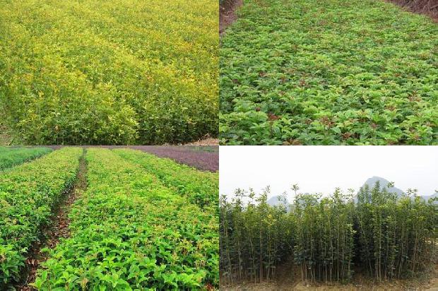 桂花用什么肥料最好最旺养好1678844401933