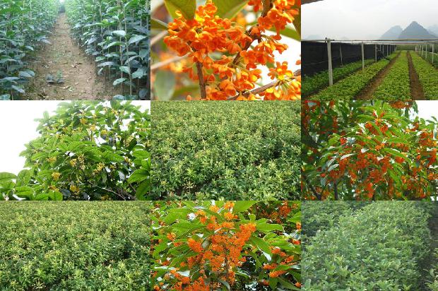 桂花树的果实能发芽长成树苗吗1678844655929