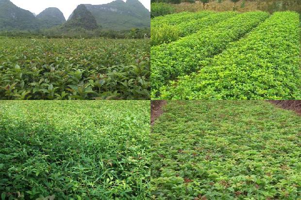 桂花树结果子是什么原因1678845033662
