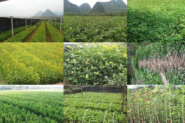 四季桂花树什么时候开花1678845078114