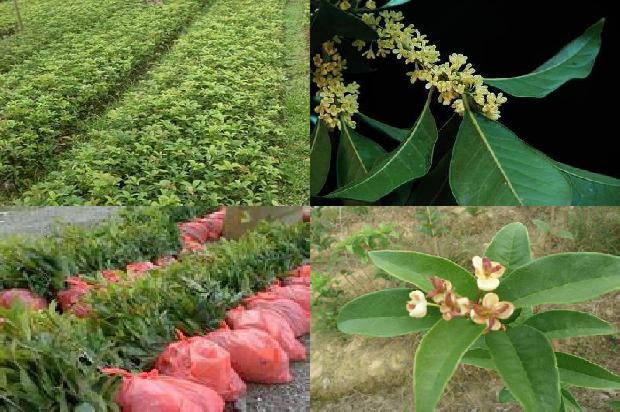 四季桂花树什么时候开花1678845078209