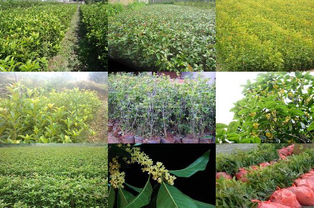 四季桂花树什么时候开花1678845078257