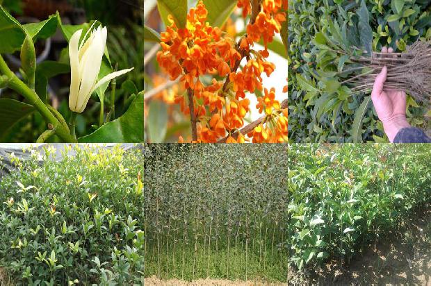 桂花树不开花是怎么回事1678845128339