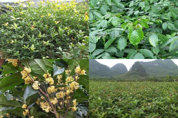 哪里可以买到桂花树苗子呢1688519749706