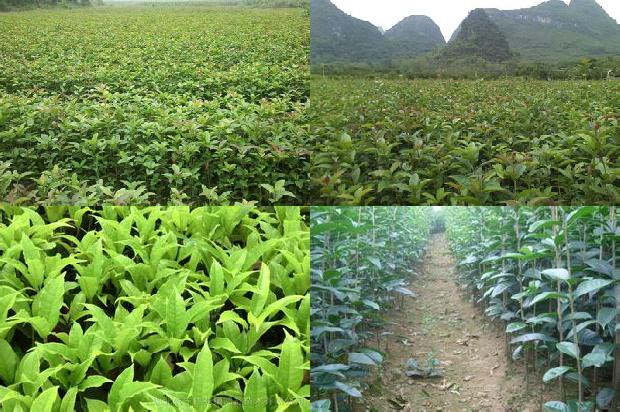 桂花泡水喝的9大禁忌1678845362854