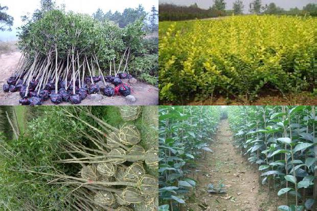 桂花的功效与作用 药用价值及禁忌1678845879179