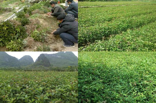 桂花药用价值和作用1678845976054