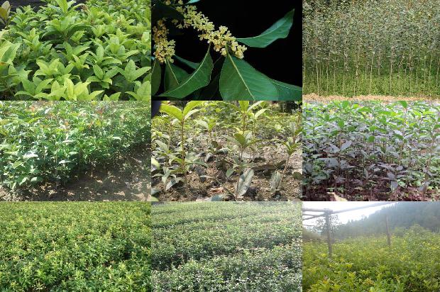 桂花的功效与作用 桂花茶1678846165952