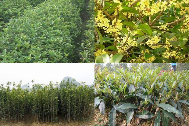 桂花的功效与作用 桂花茶1678846166047