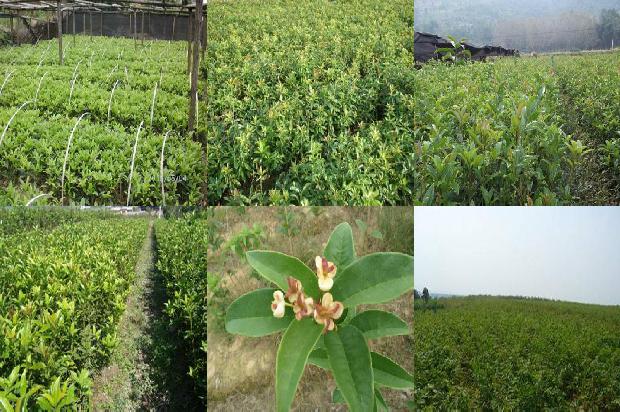 桂花乌龙茶是凉性还是温性1678846491834