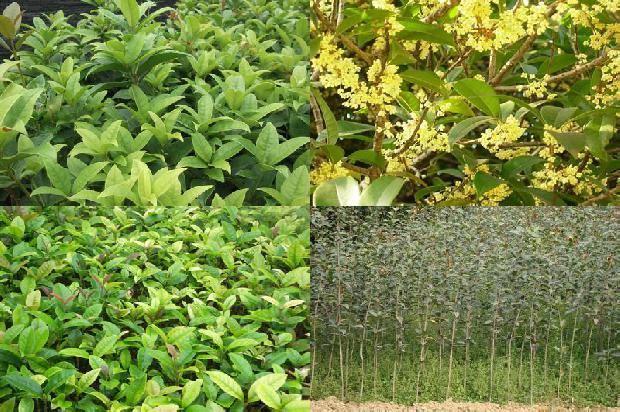 桂花乌龙茶是凉性还是温性1678846491929