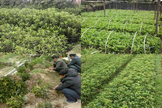 桂花十大最佳搭配1678846697374