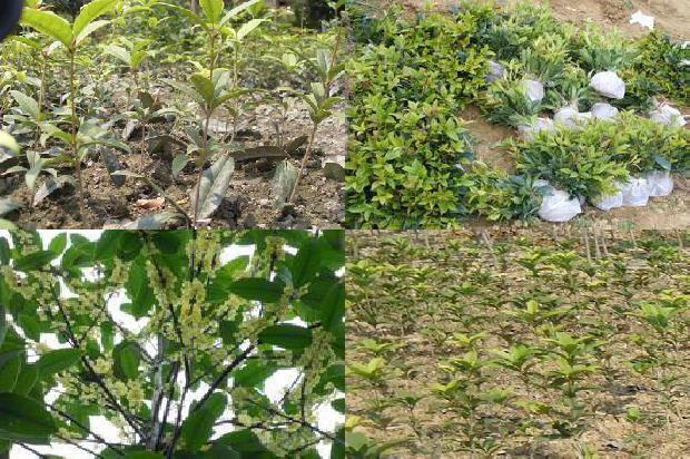 桂花树哪种桂花树最好养护1688692250173