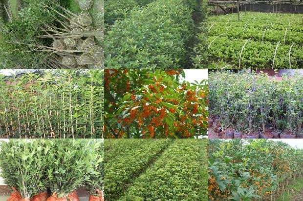 桂花用什么肥料开花最多1678925826585