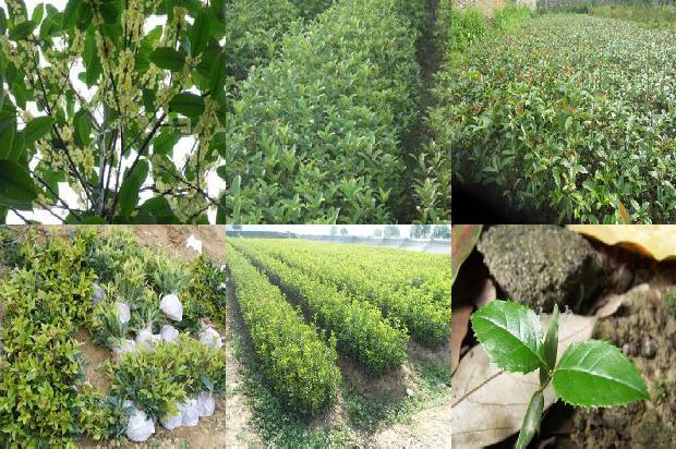 桂花用什么肥料开花最多1678925826729