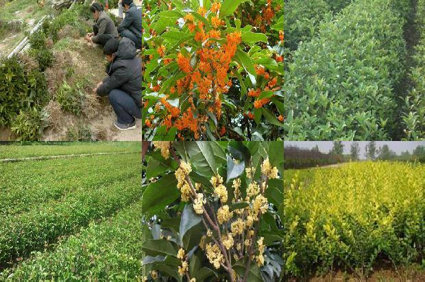 北方地载桂花树注意什么1678926252339
