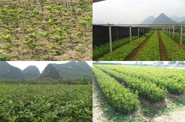 河南桂花树什么时候移栽最好1678927370242
