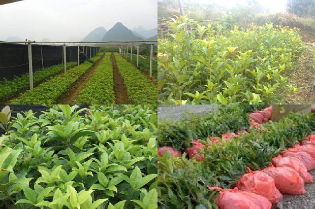 盆栽桂花树用什么肥料1678927668875
