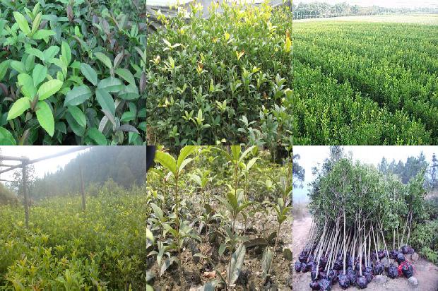 盆栽桂花树用什么肥料1678927668970