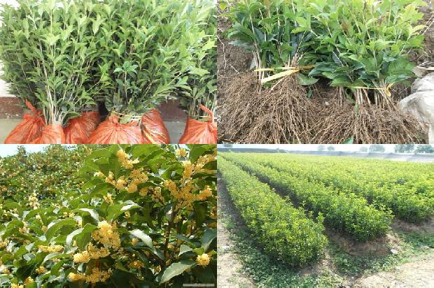 桂花树的养殖用什么肥料1678927749943