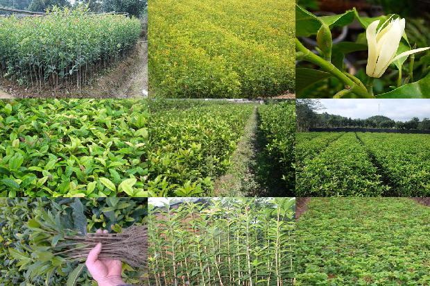 四季桂花盆栽什么时候开花1678927915258