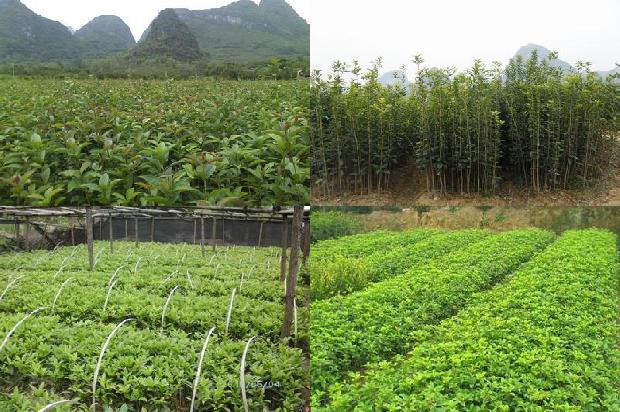 四季桂花盆栽什么时候开花1678927915306