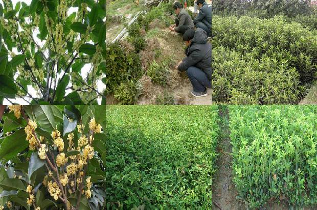 门前种桂花树的风水禁忌1678928624318