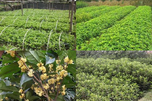 桂花树在室内养的风水禁忌1678928742461