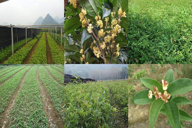 桂花树能种在院子里吗?1678929260470