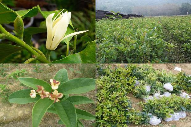 桂花树能种在门前吗北方1678929466014