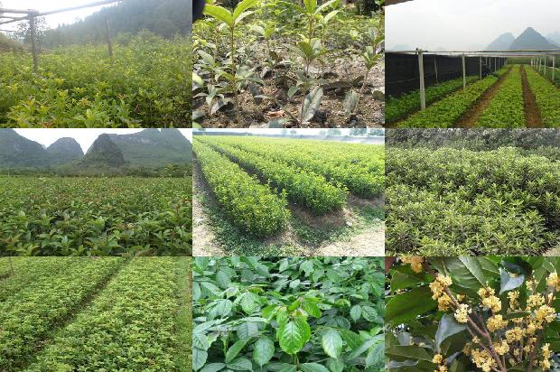 桂花树能栽在坟头吗1678929676716
