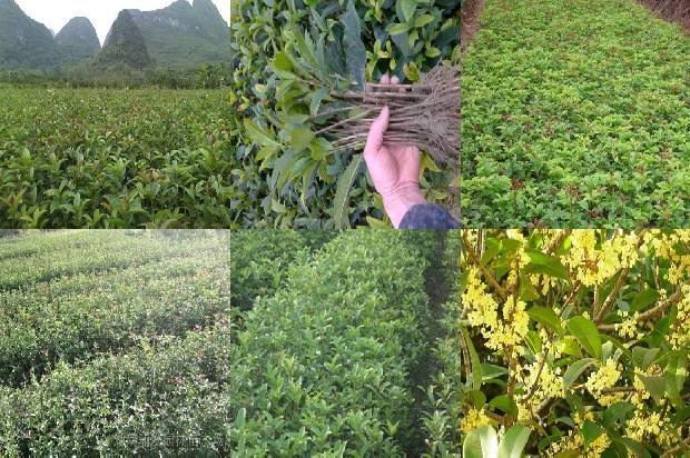 桂花树干好还是湿的好1678929803997