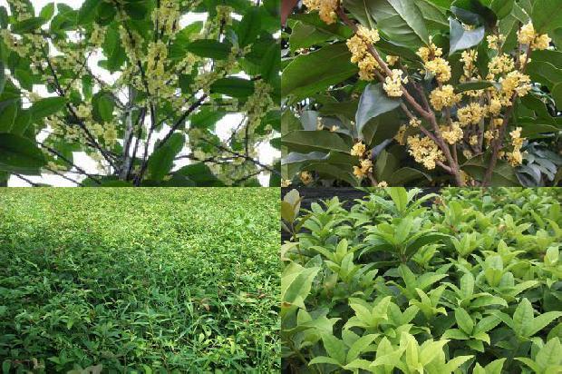 家里适合种桂花树吗北方1678929848296