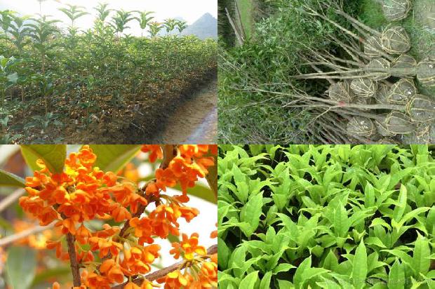 写植物的说明文500字桂花怎么写1689034859468