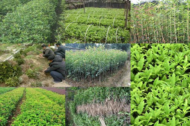 北方修剪桂花树的最佳时间1678932382200