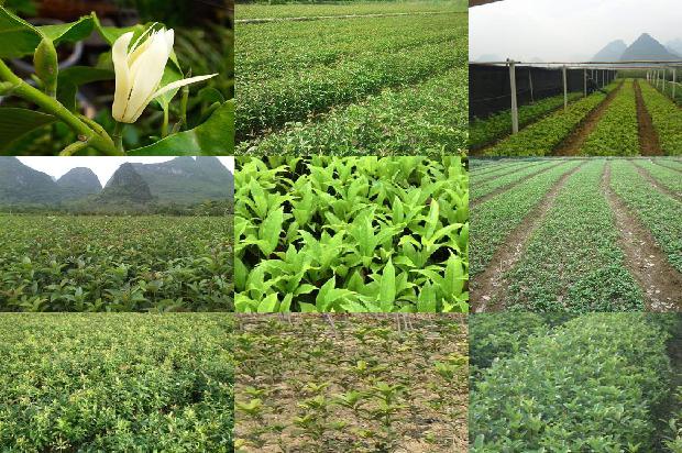喝蜂蜜桂花茶的作用与功效1689381493235