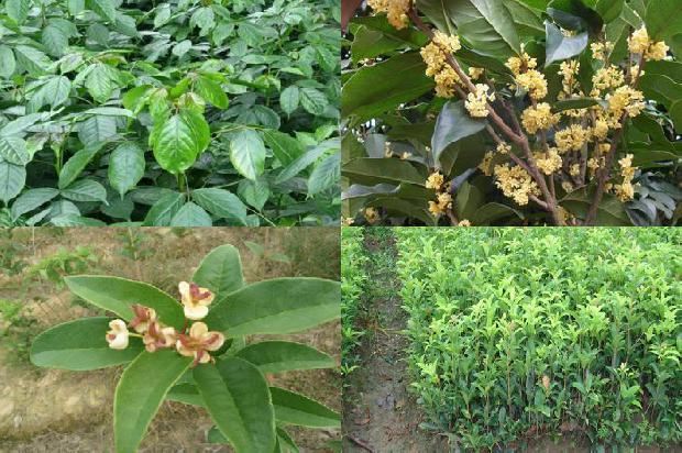 桂花树上的果子能吃吗?1678933172495
