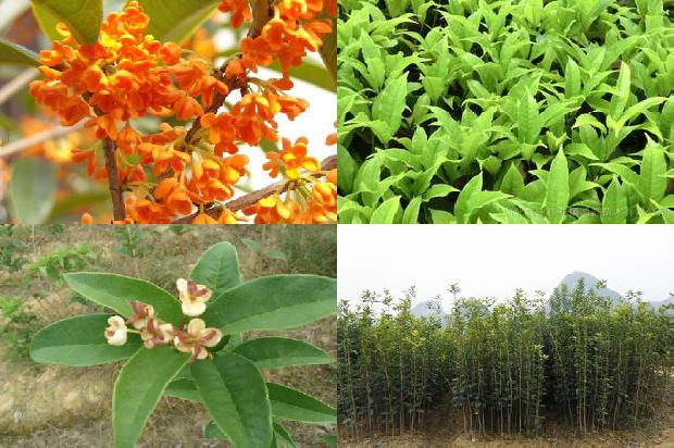 桂花树上的果子能吃吗?1678933172542