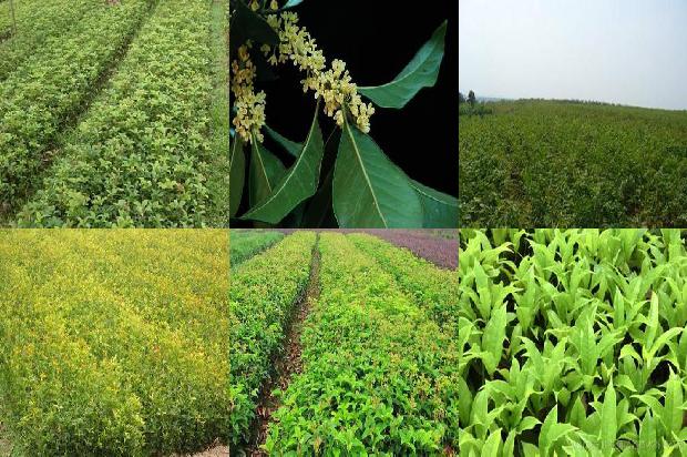 四季桂花树一年四季都开花吗?1678934364905