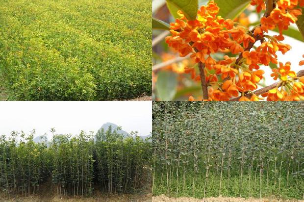 四季桂花树几月份开花1678934409492