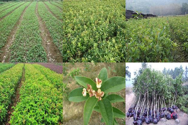 北方的桂花树什么时候开花呢1678934538118