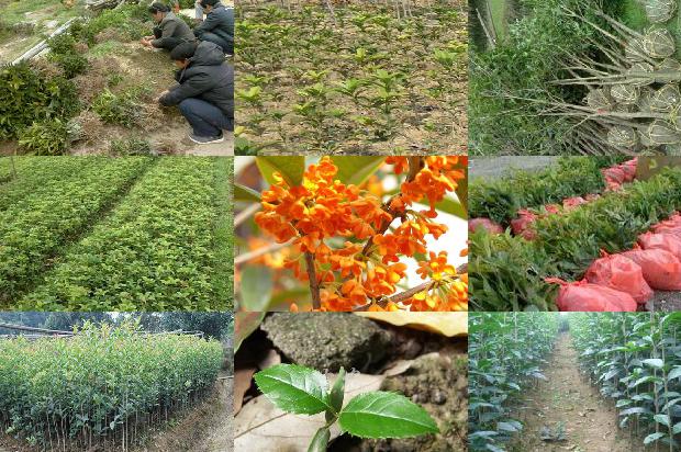 南方桂花树什么时候开花1678934616561