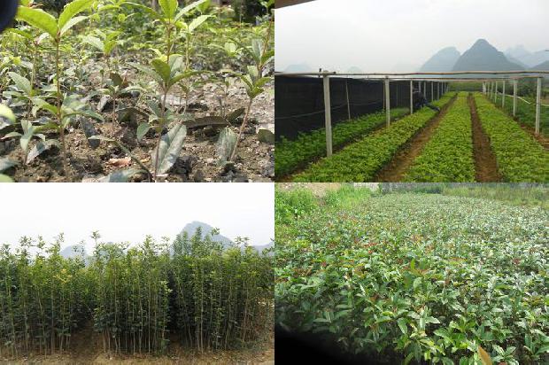怎样才能让桂花树早开花1679020255601