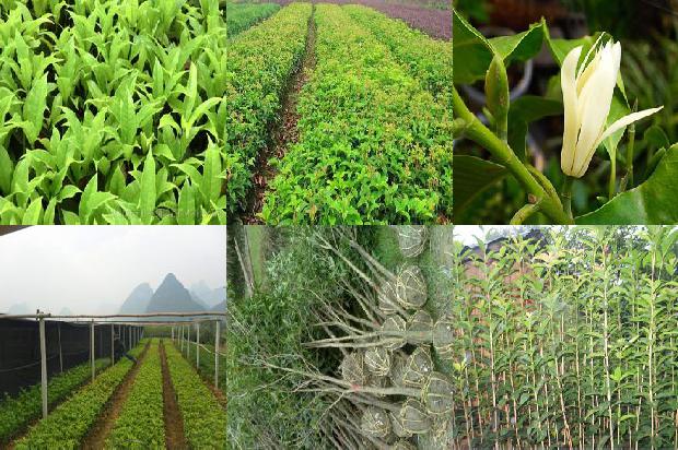 桂花树可以在河北室外种植吗1679023169672