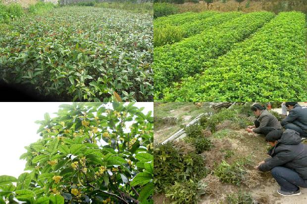 桂花树可以在河北室外种植吗1679023170160